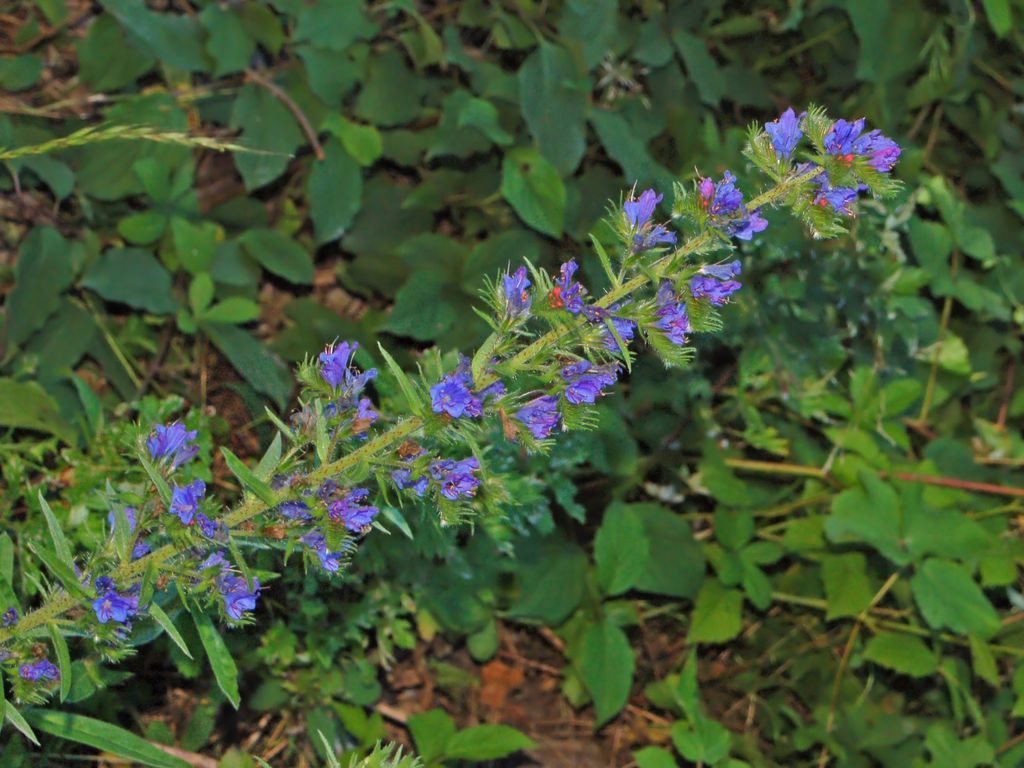 Echium vulgare